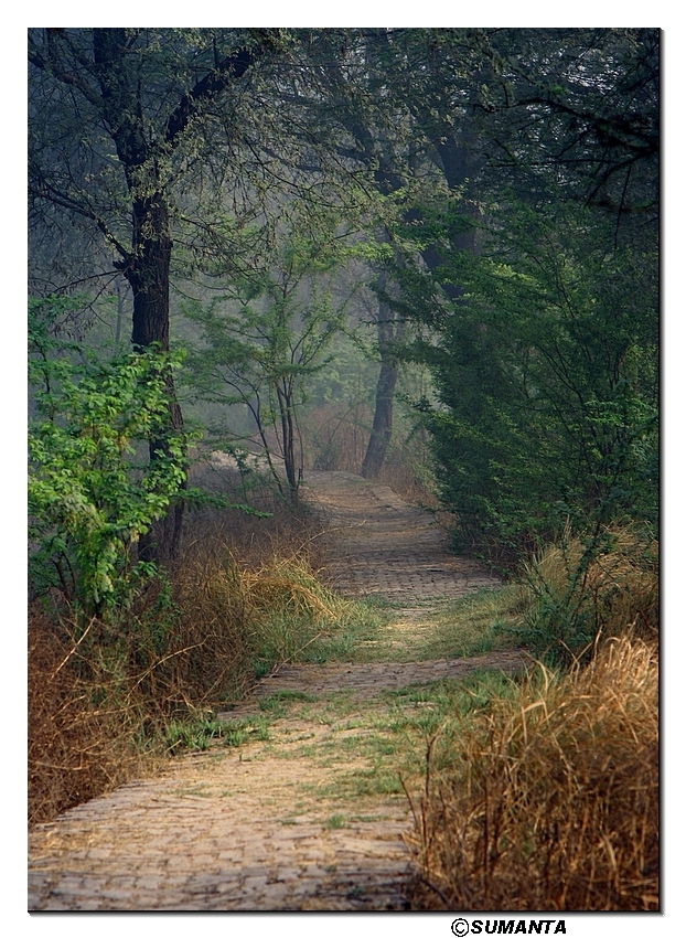 paths in Sultanpur forest