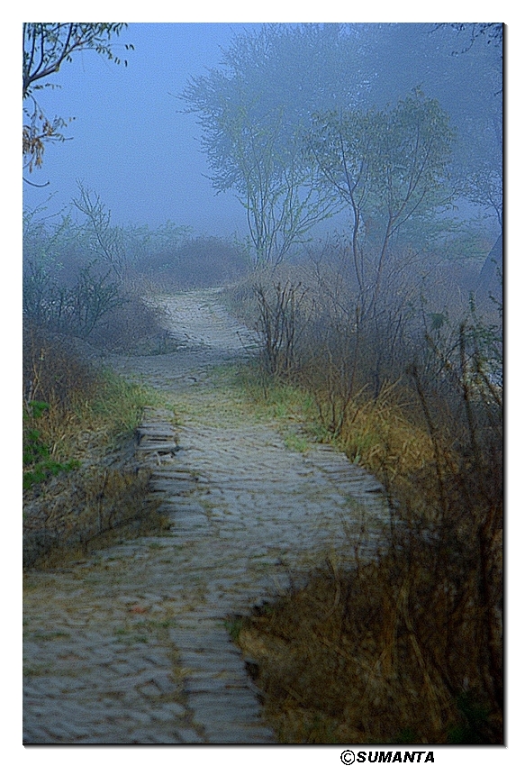 paths in Sultanpur forest