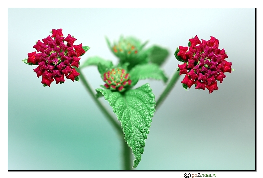 CZM software to create more depth using focus stacking