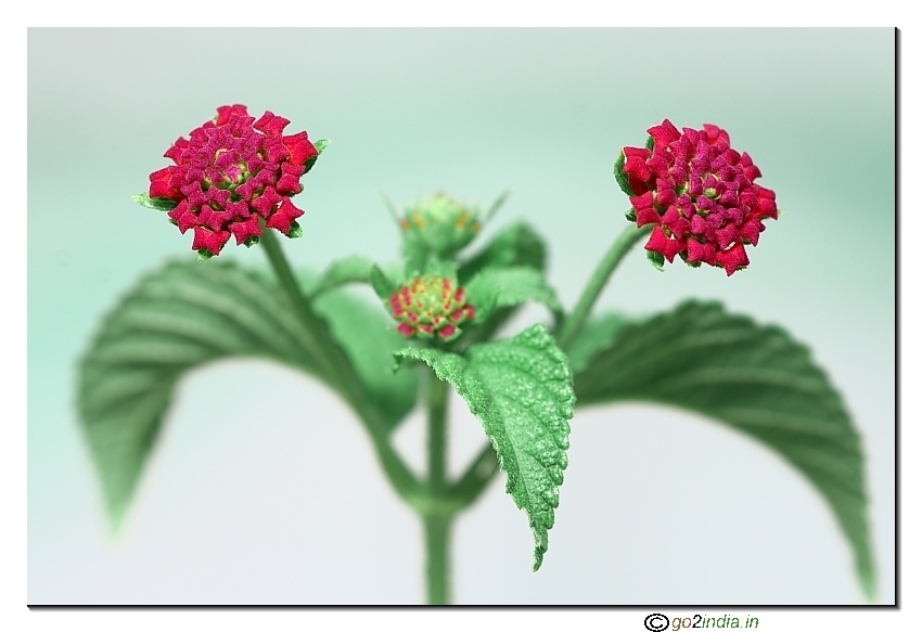 Flower macro stacked image from three photos