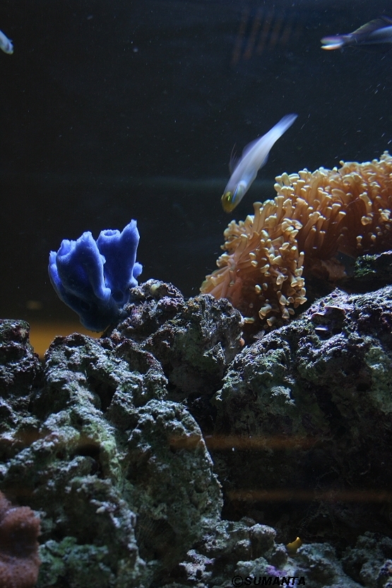 Singapore airport aquarium in it's lounge