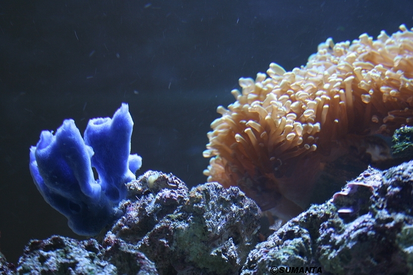 Singapore airport aquarium in it