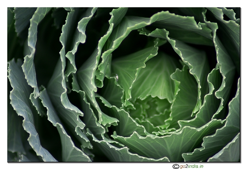 Cabbage abstract photography taken with Tamron 70-300 lens