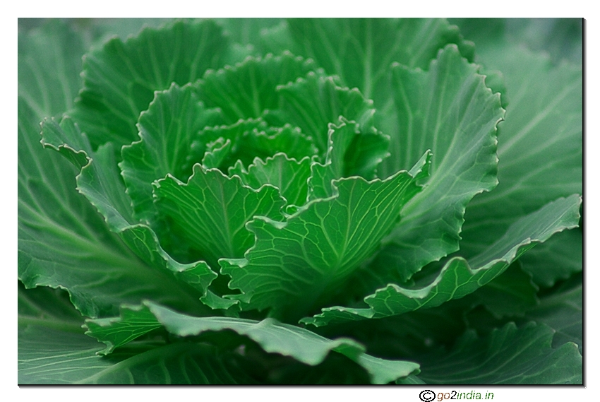Cabbage vegetable photography taken with Tamron 70-300 lens