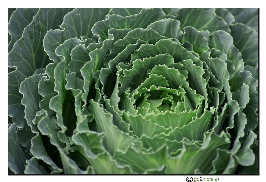 Cabbage vegetable photo taken with Tamron 70-300 lens with Canon 20D