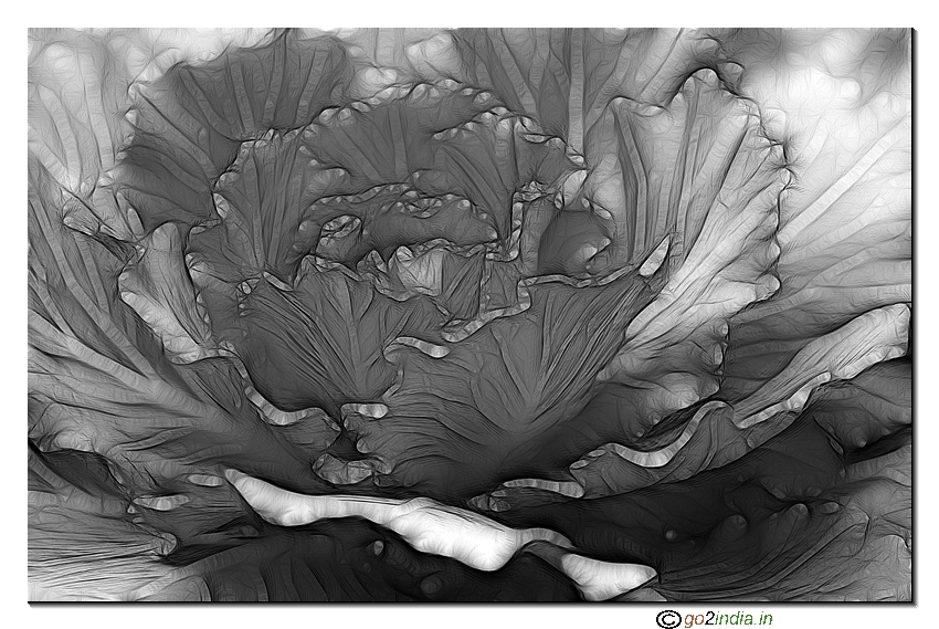 Black white of a cabbage using Fractalius filter in Photo shop CS2