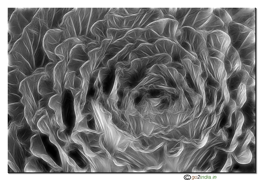 B/W  of a cabbage vegetable using Fractalius filter in Photo shop CS2