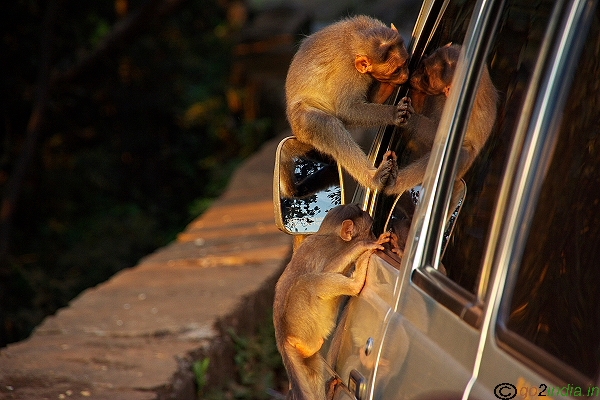 Monkey trouble