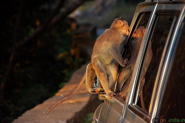 Monkey trouble