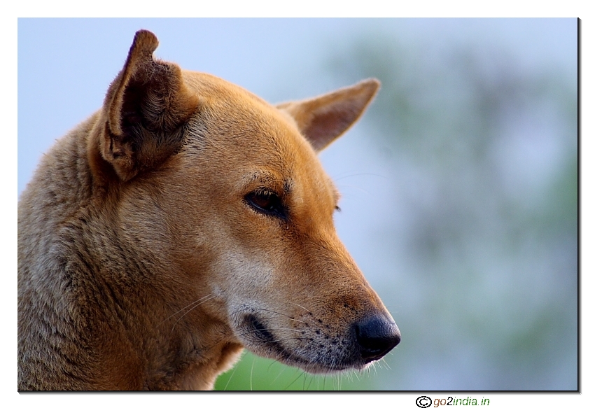 Face of a dog shot with Tamron 70-300 on 30D during early morning