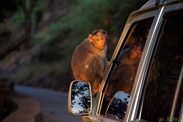 Monkey trouble