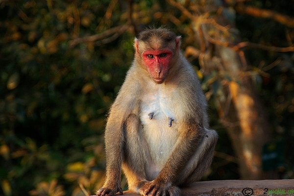 Monkey trouble
