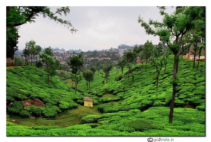 Green valley view near Ooty on the way to Coonoor trip