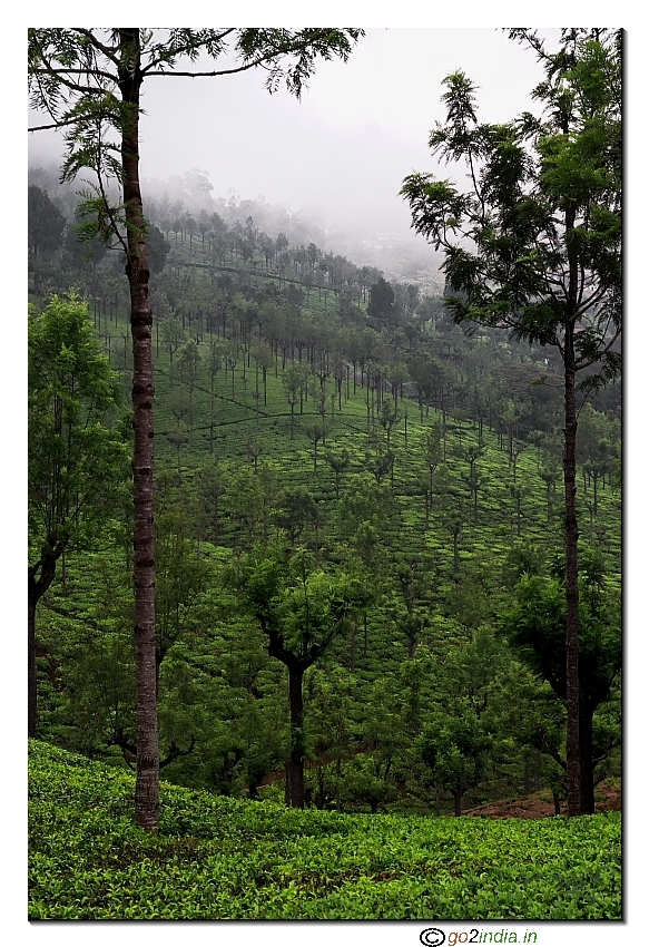Tea plantation view near Lambs peak on the way to Dolphin nose