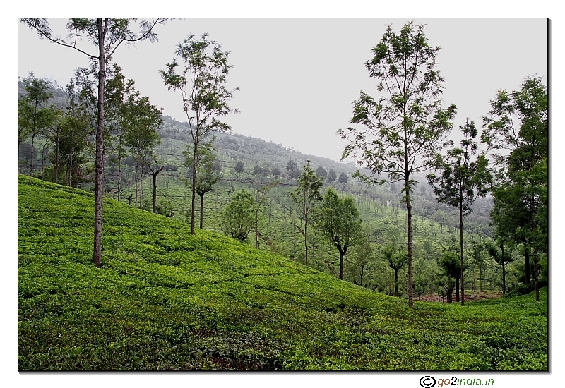 Ooty site seeing trip tea plantation view near Dolphin nose