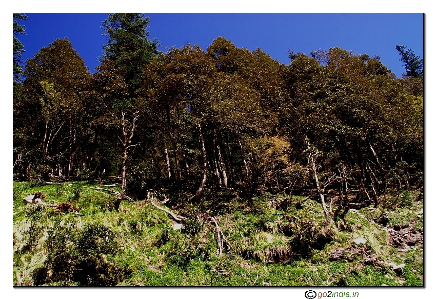 Green forest on the way