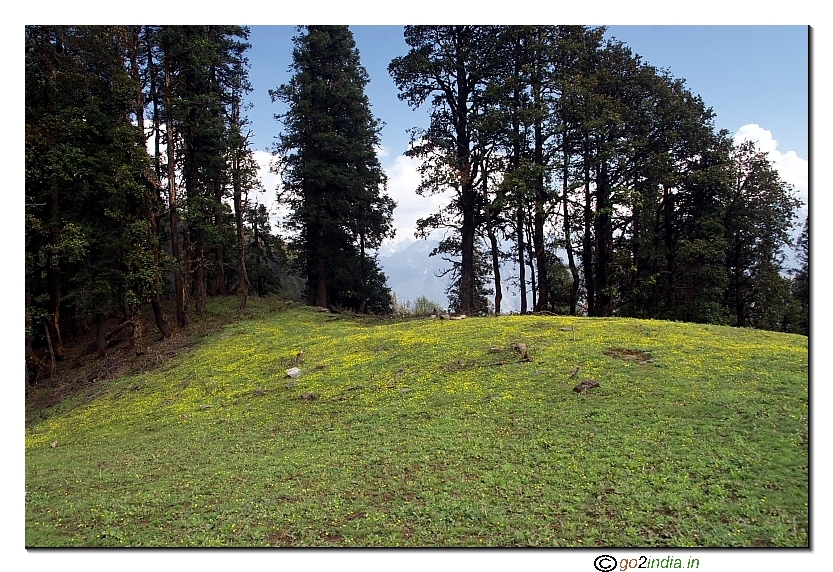 Yellow flowers on the ground