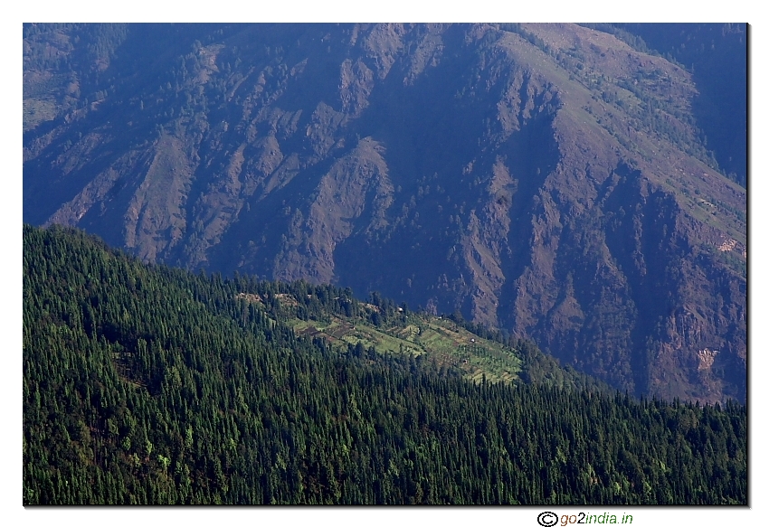 The greenery around our trekking path
