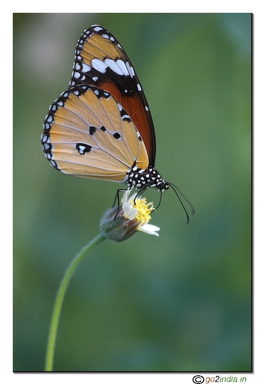 butterfly vertical orientation