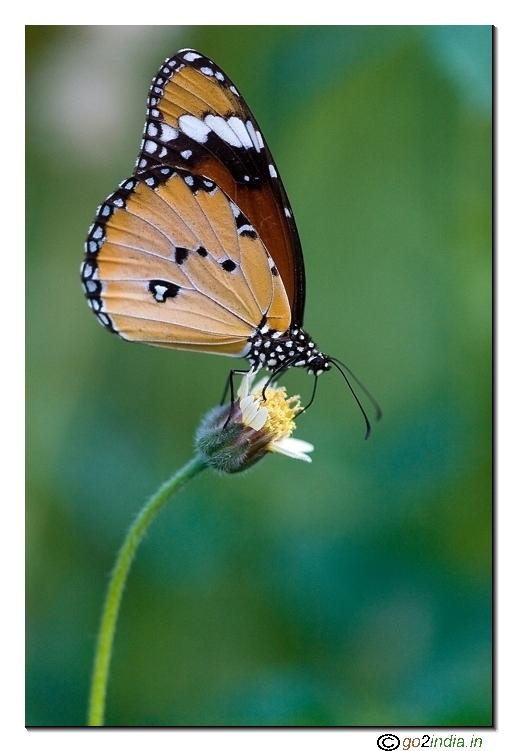 Tiger butterfly vertical composition macro shot