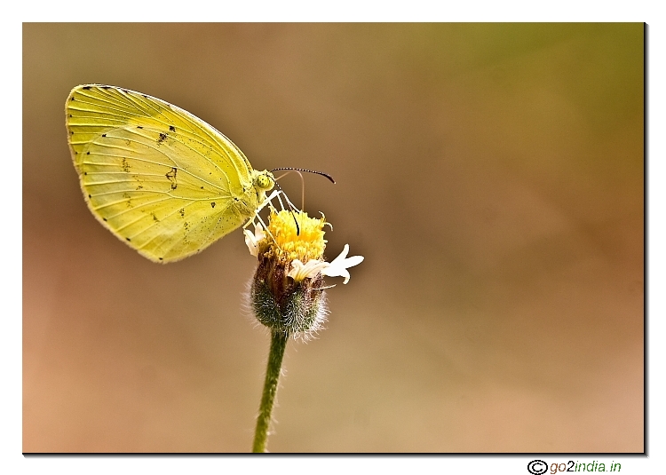 yellow small butterfly with plain background