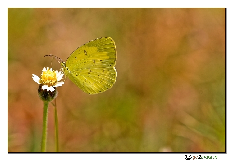Eurema blanda - Three spot grass yellow