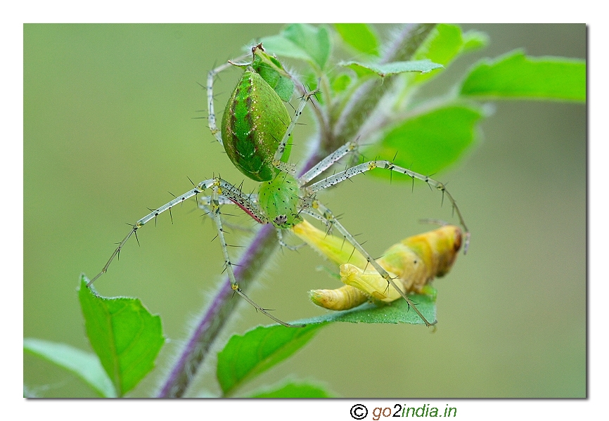 Lynx spider