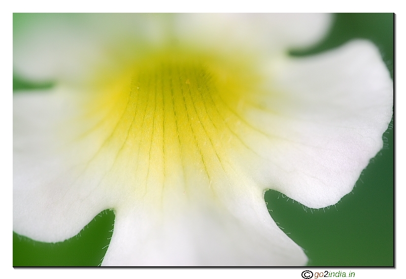 macro white flower with yellow at the center