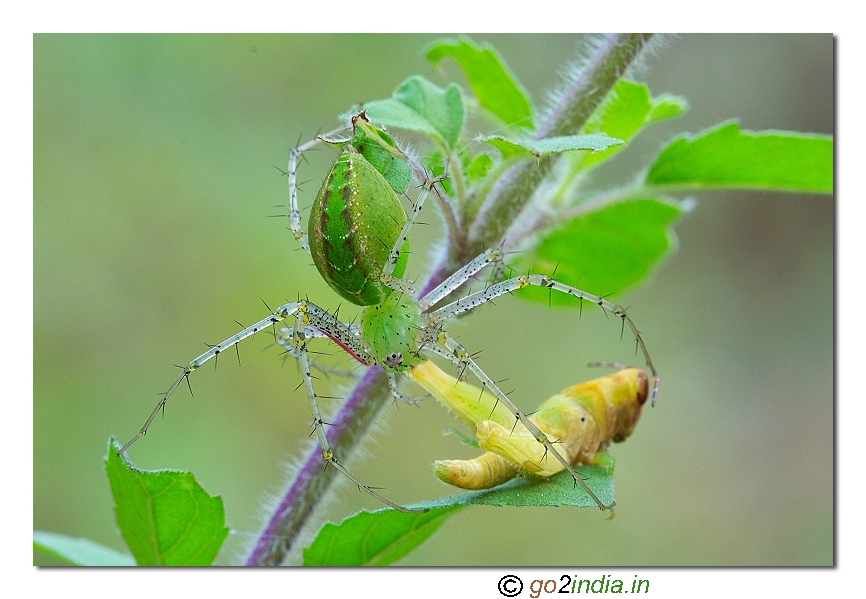 Lynx spider