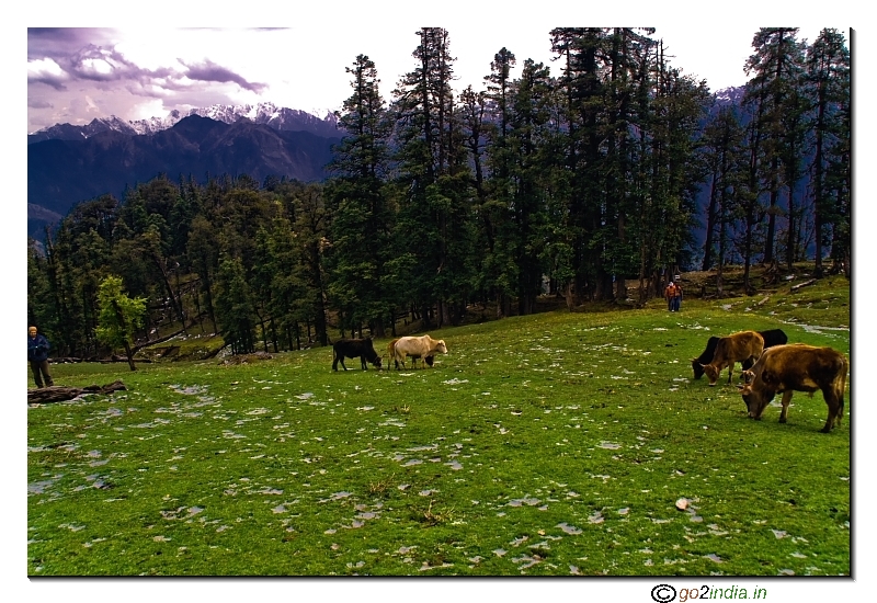 Going towards Kedarkantha base camp