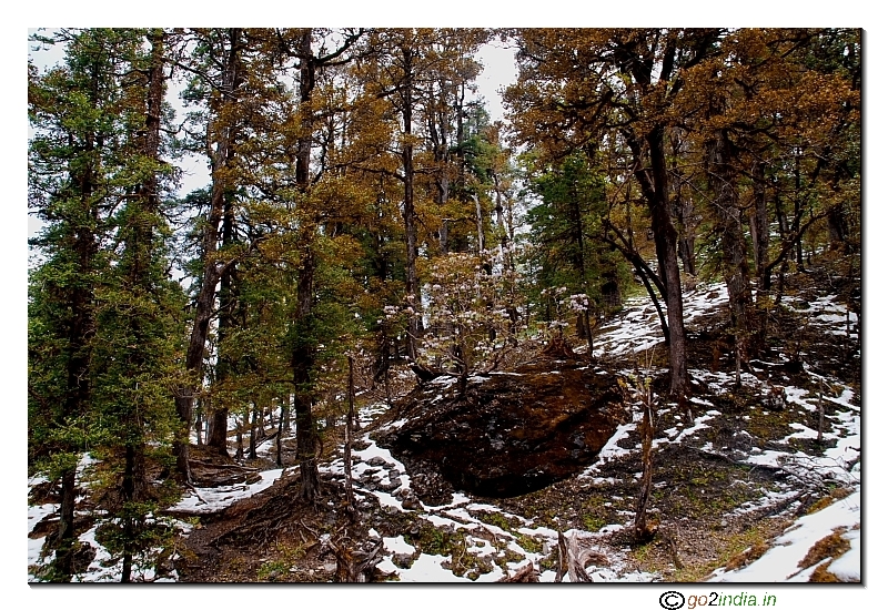 Snow patches during trekking to Kedarkantha