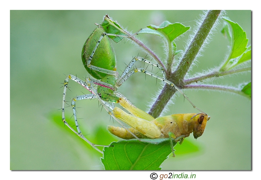 Lynx spider