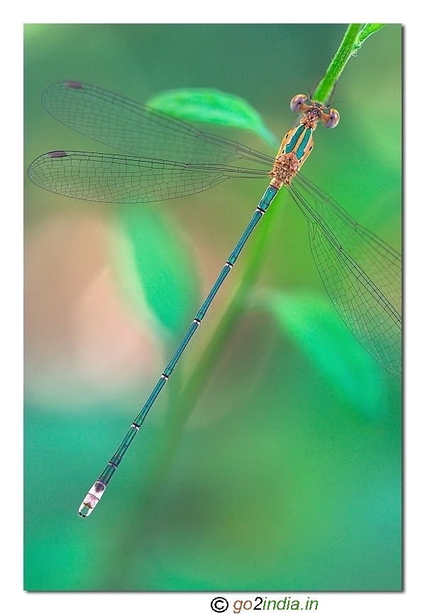 Damselflies