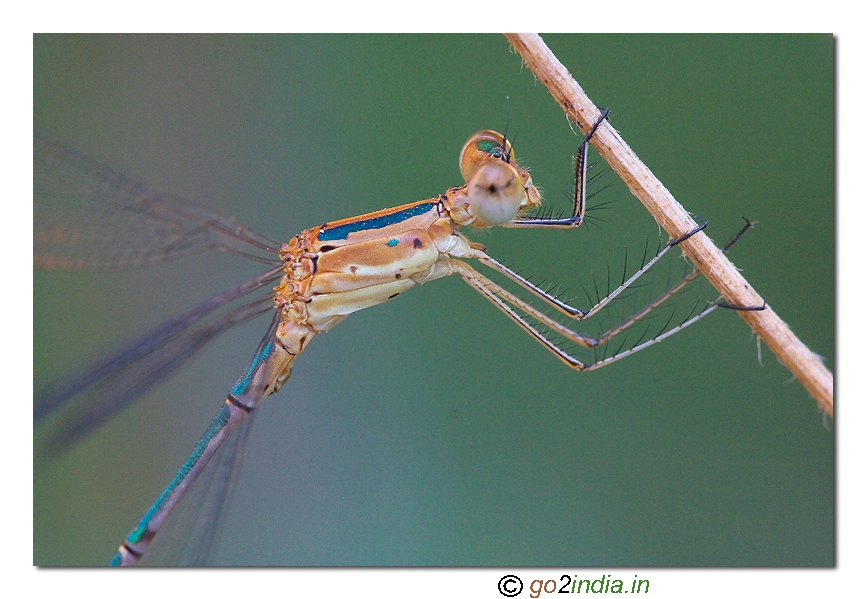 Damselflies