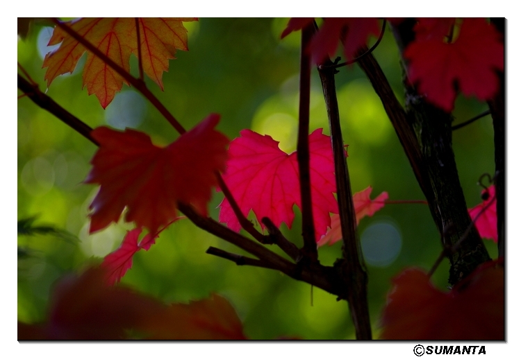 Kew garden