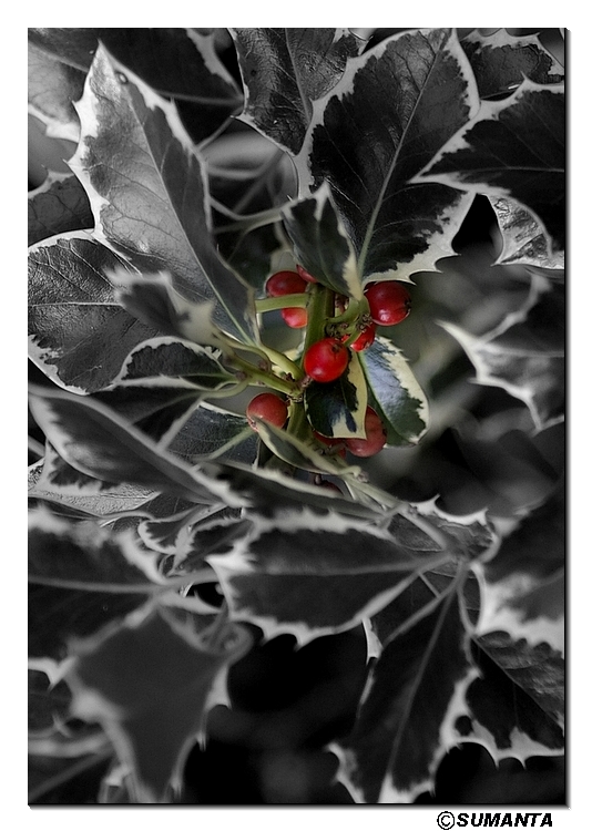 Kew garden