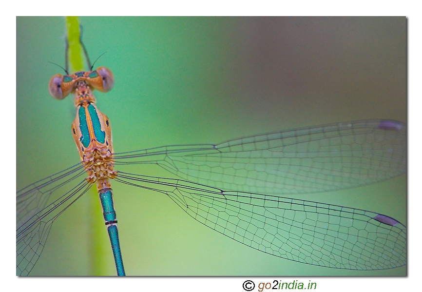 Damselflies