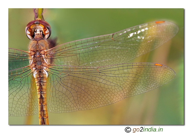 Dragonfly wings