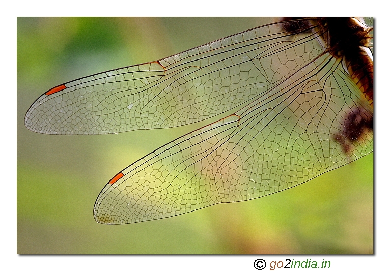 Dragonfly wings