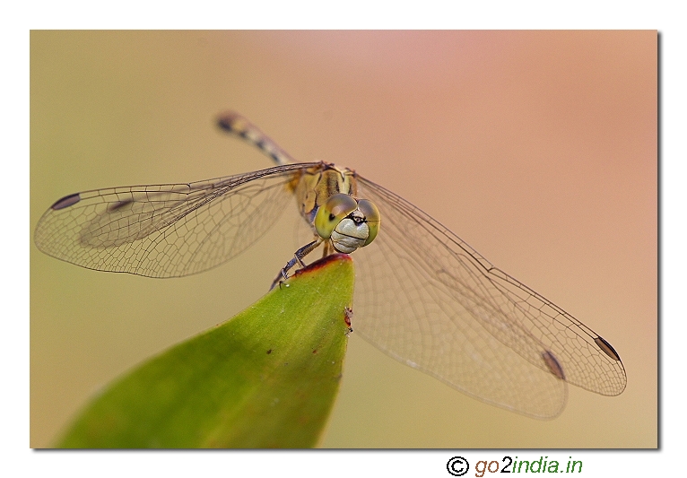 Dragonfly