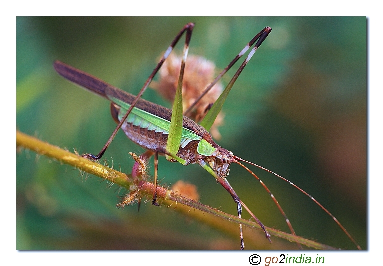 adult grasshopper or cricket