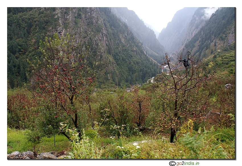 Apple tree on the way to Gangotri 