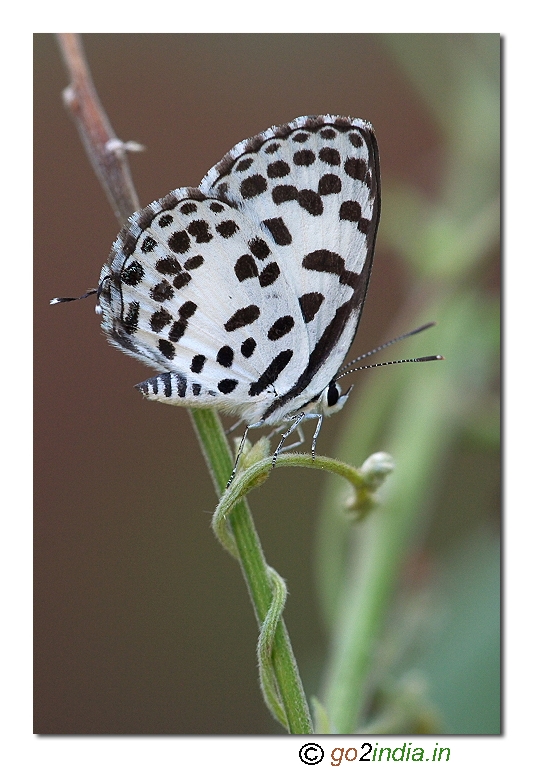 lycaenid butterfly