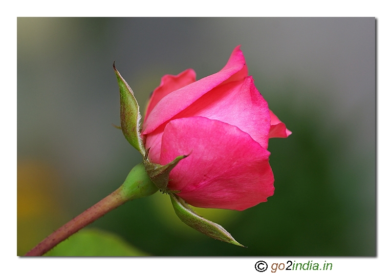 Rose macro