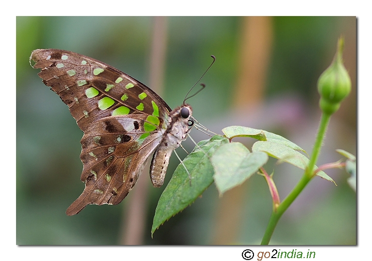 Graphium agamemnon Butterfly