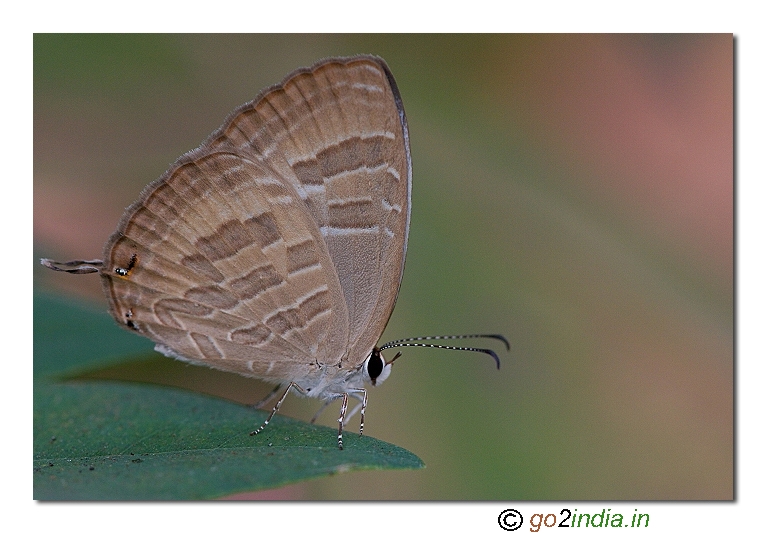 Common Cerulean DSF lycaenid butterfly