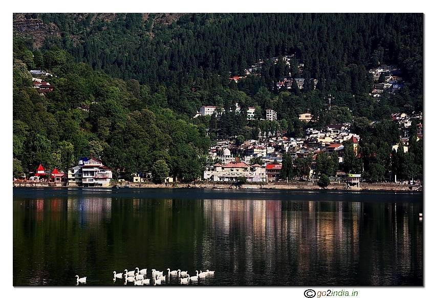 Floating swan in Naini Lake