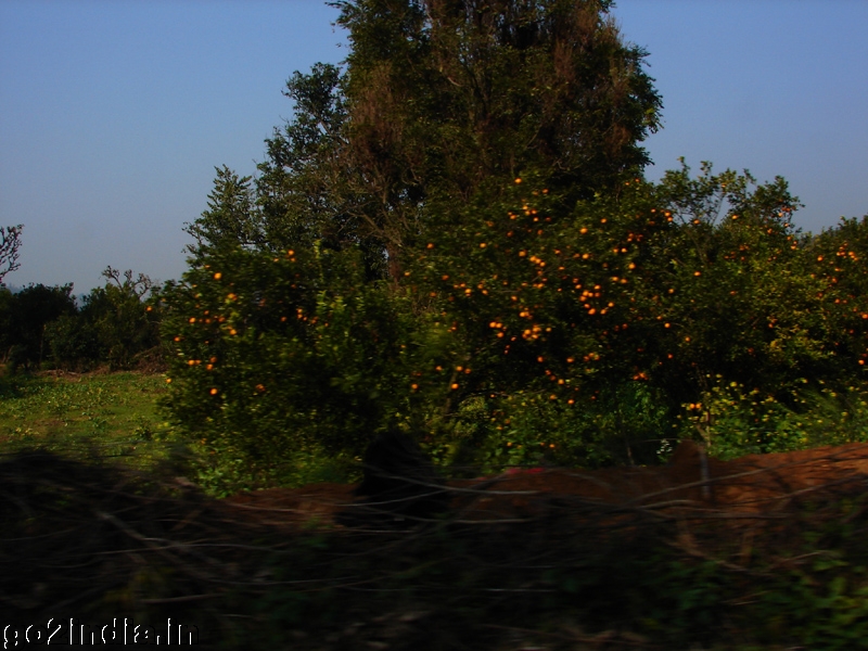 Orange gardens by the side of the train
