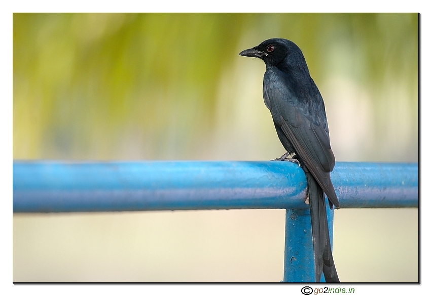 Portrait of Black Drongo bird  close up