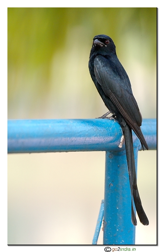 Portrait of Black Drongo bird  Canon 100-400 L IS on 20D